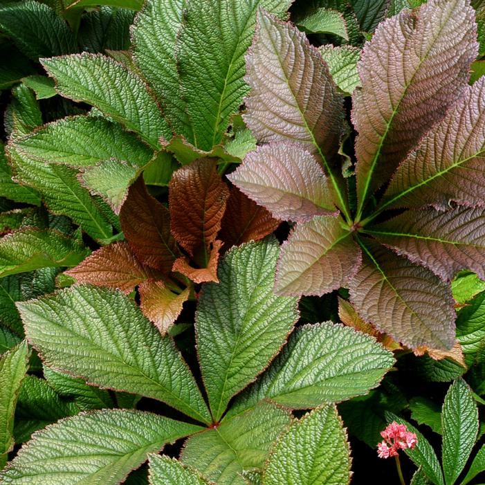 BRONZE PEACOCK RODGERSIA