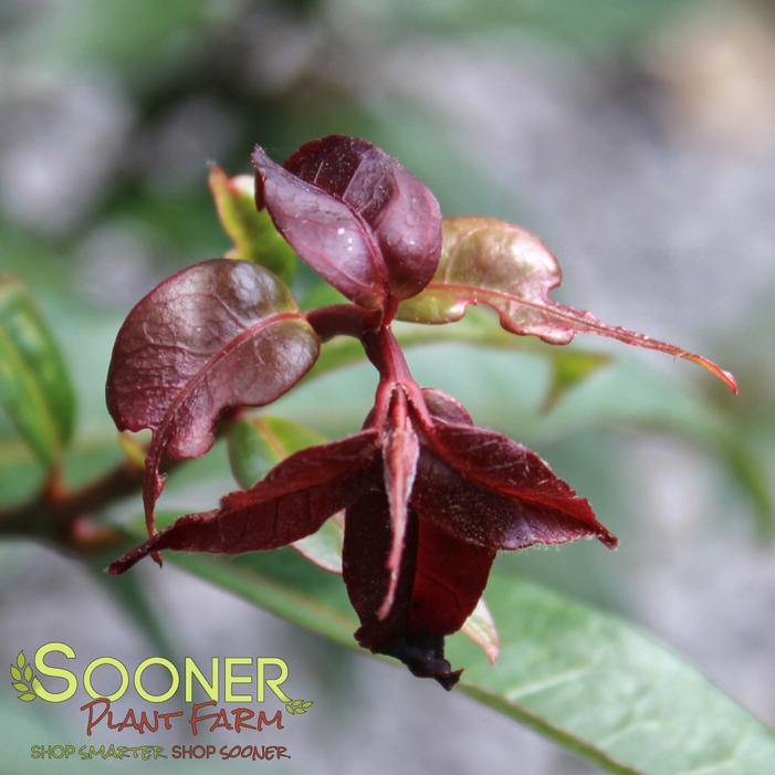 Image property of Sooner Plant Farm, Inc.