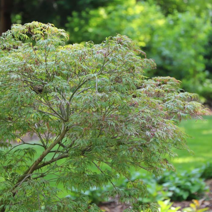 UNCOMMON THREAD™ JAPANESE MAPLE