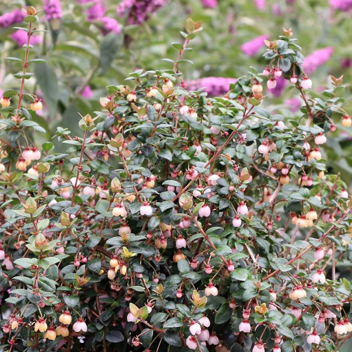 CANDYBOX™ CHILEAN GUAVA