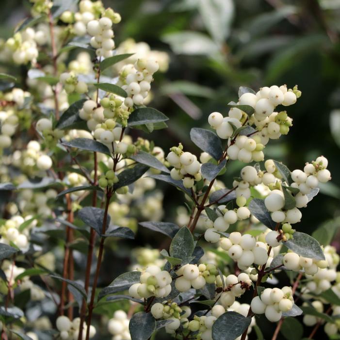 PROUD BERRY PEARL™ SNOWBERRY