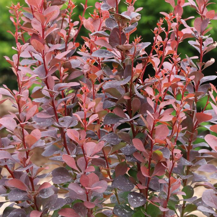 SUNJOY PLUM PILLAR™ BARBERRY