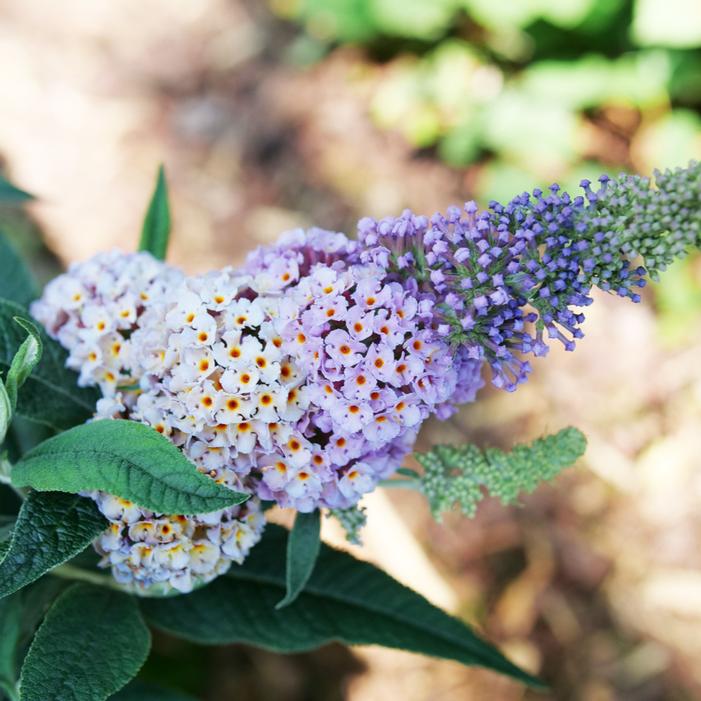 PUGSTER SORBET™ BUTTERFLY BUSH