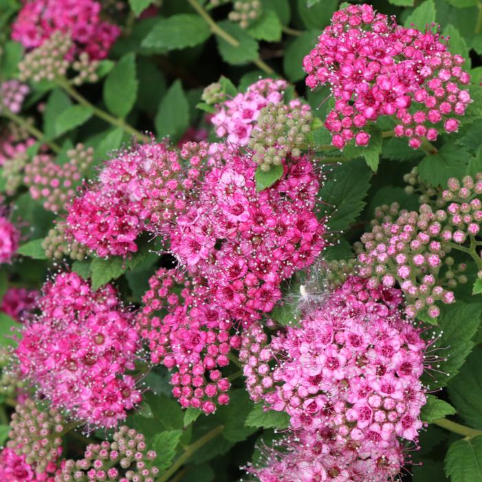 DOUBLE PLAY® PRINCESS™ SPIRAEA