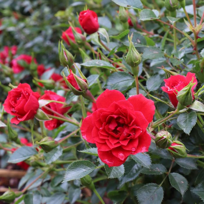 OSO EASY® PATHFINDER™ RED ROSE