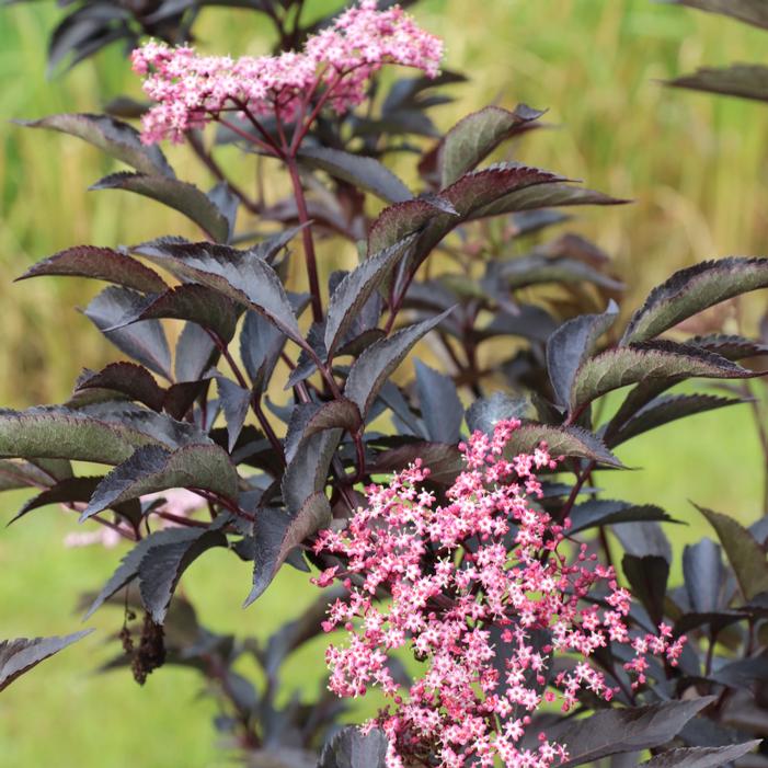 PINK PONY™ ELDERBERRY