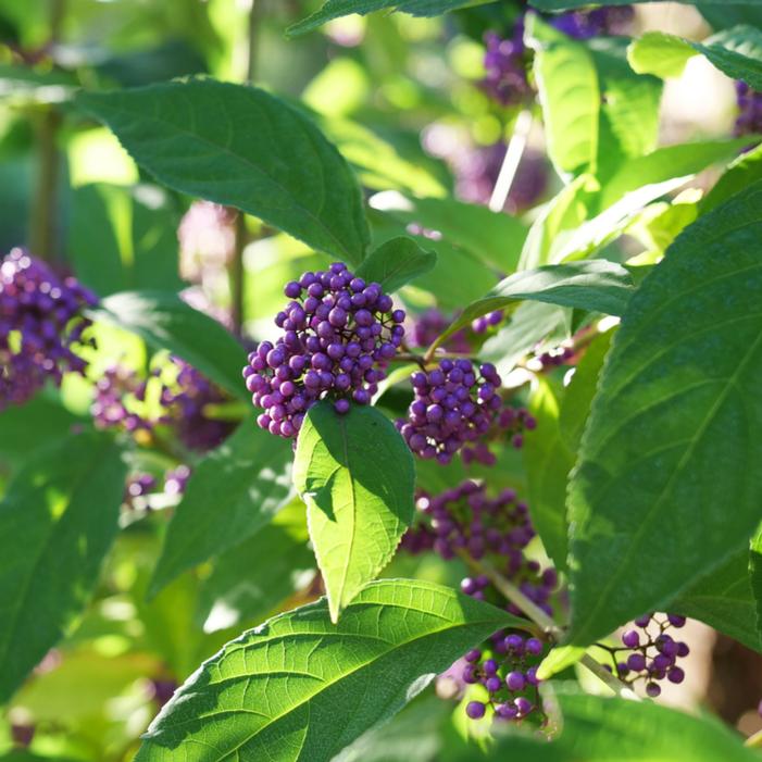 BUBBLE UP™ BEAUTYBERRY
