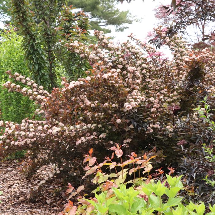 SUMMER WINE® ROSÉ NINEBARK