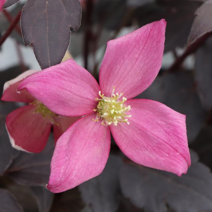 MOONGATE MOCHA™ CLEMATIS