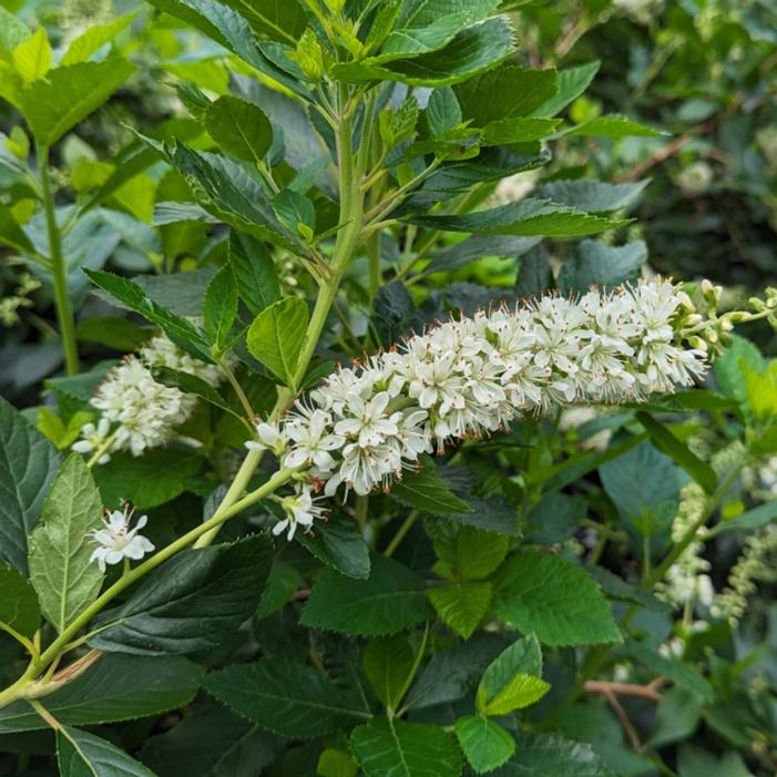 RIPPLE EFFECT™ SUMMERSWEET