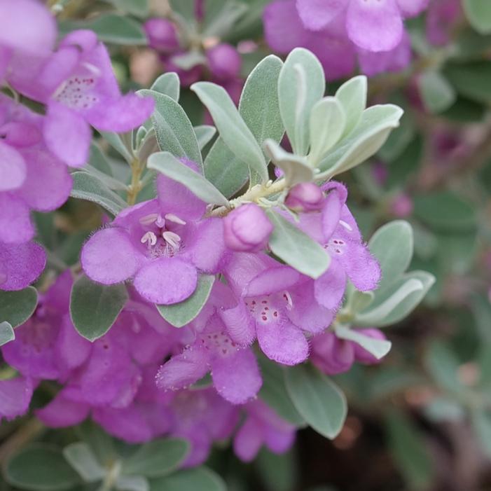 TRAILBLAZER™ SILVER SAGE