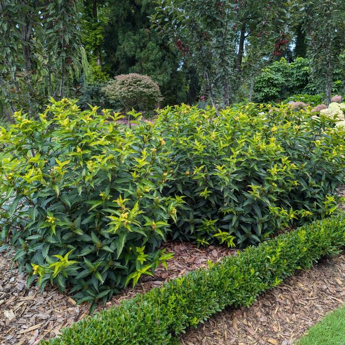 KODIAK® GREEN BUSH HONEYSUCKLE