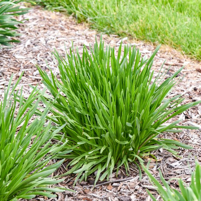 ALL THE BUZZ ORNAMENTAL ONION