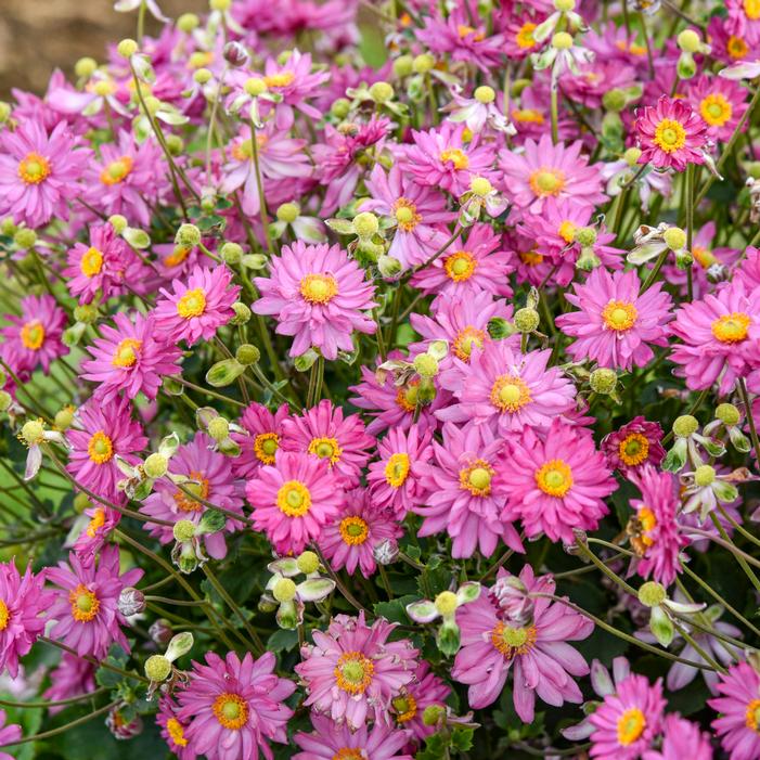 FALL IN LOVE® DEEPLY JAPANESE ANEMONE