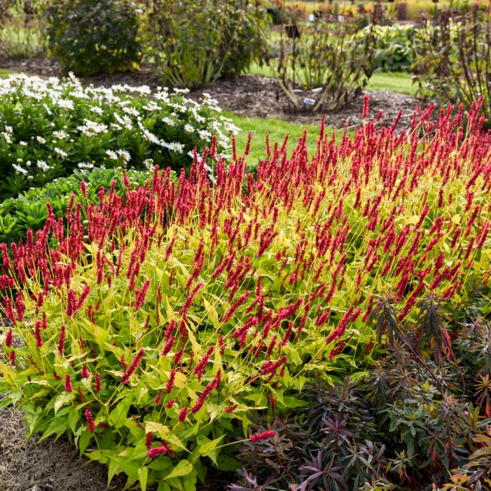 GLOWING REVIEWS MOUNTAIN FLEECE FLOWER