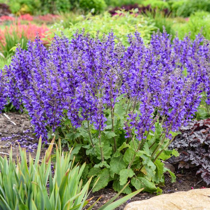 LIVING LARGE® DARK SKY SALVIA
