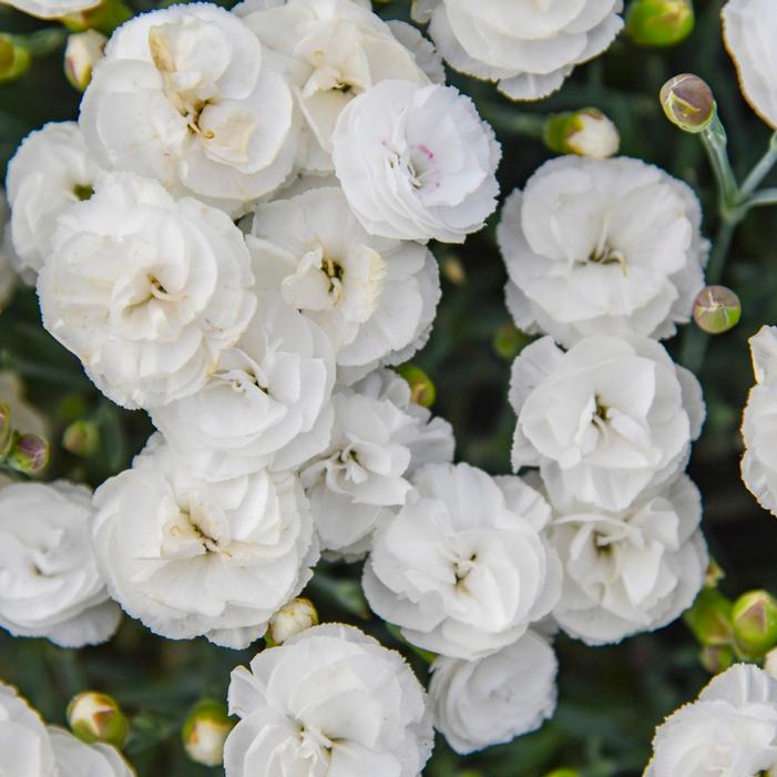 FRUIT PUNCH® WHIPPED CREAM DIANTHUS