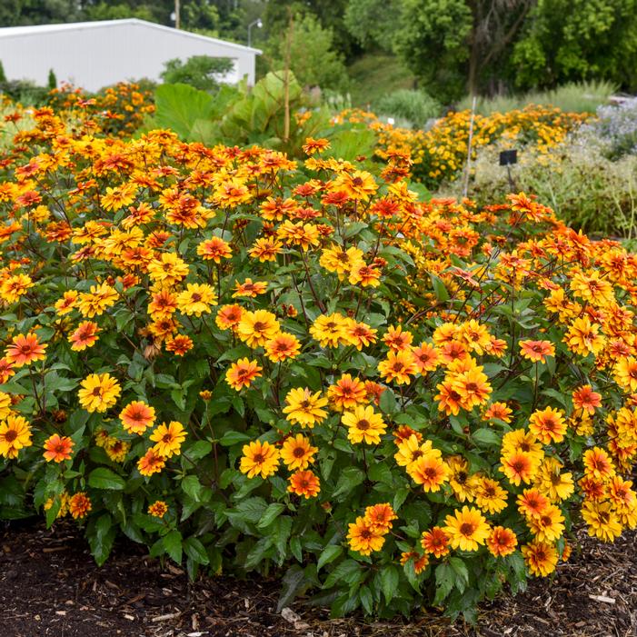 FORGED IN FIRE FALSE SUNFLOWER