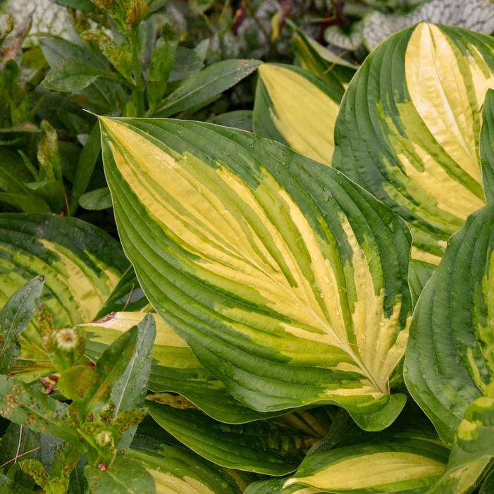 SHADOWLAND® AFFAIR TO REMEMBER HOSTA