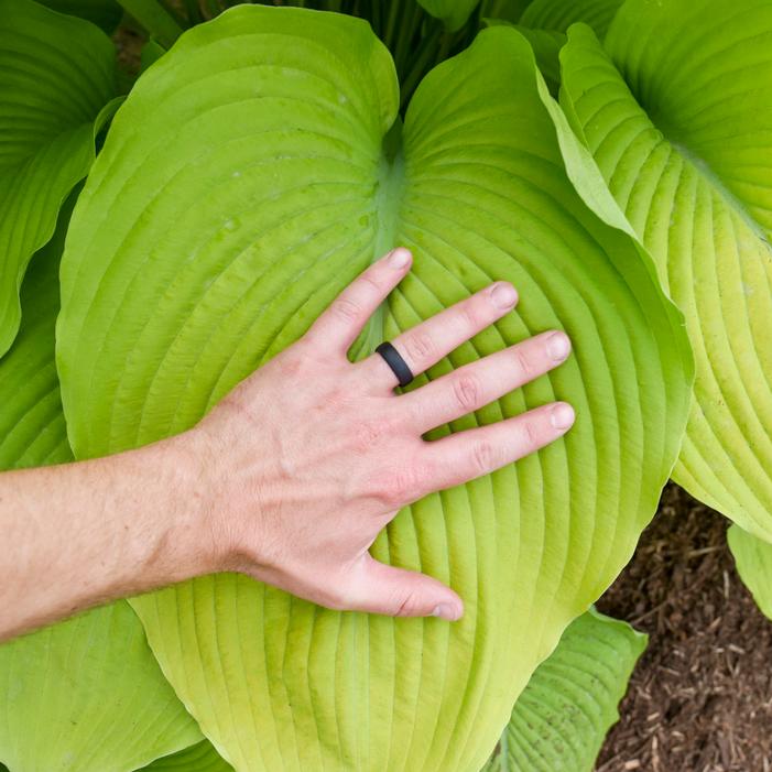 SHADOWLAND® GIANT HUMUNGOSAURUS HOSTA