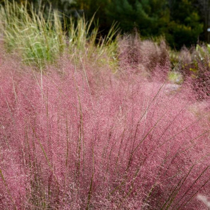 PRAIRIE WINDS® CANDY FLOSS PINK MUHLY GRASS