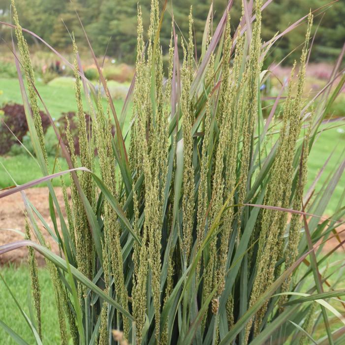 PRAIRIE WINDS® BLUE SPEAR SWITCH GRASS