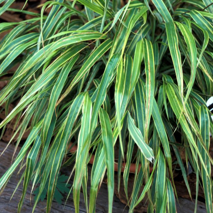 ALBOSTRIATA VARIEGATED JAPANESE FOREST GRASS