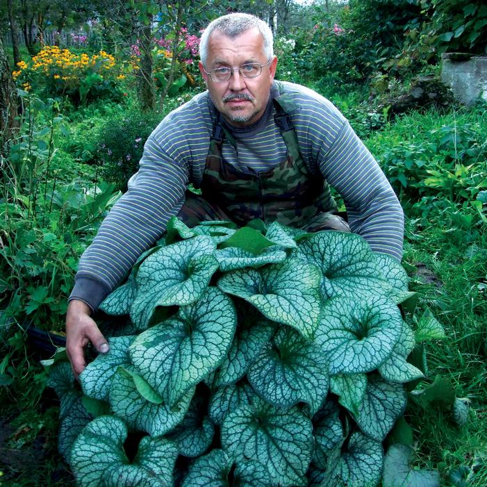 ALEXANDER'S GREAT BRUNNERA