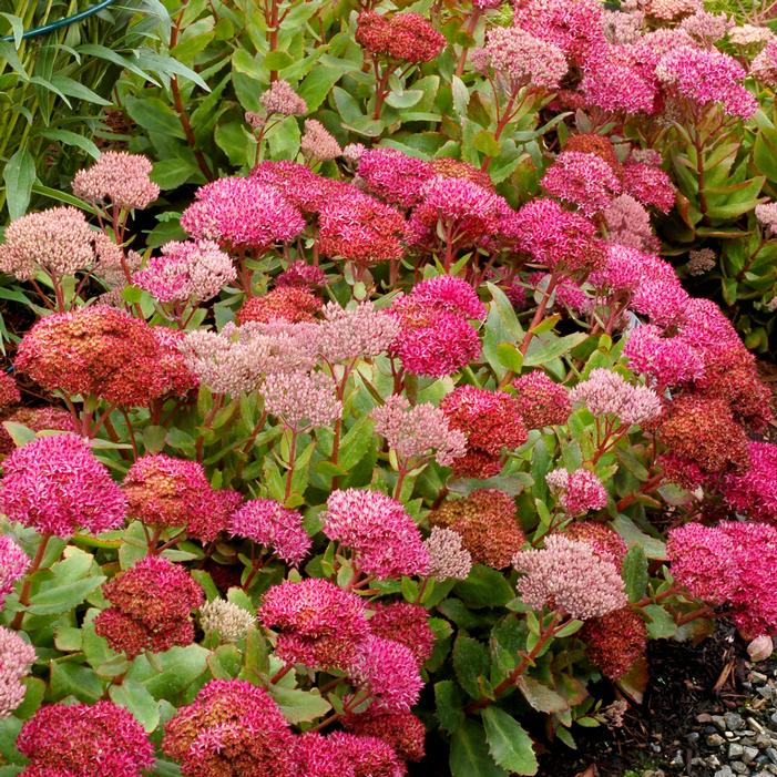 PARTY HARDY™ BIRTHDAY PARTY SEDUM