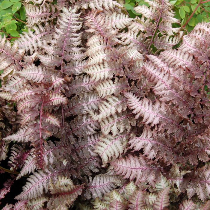 BURGUNDY LACE JAPANESE PAINTED FERN