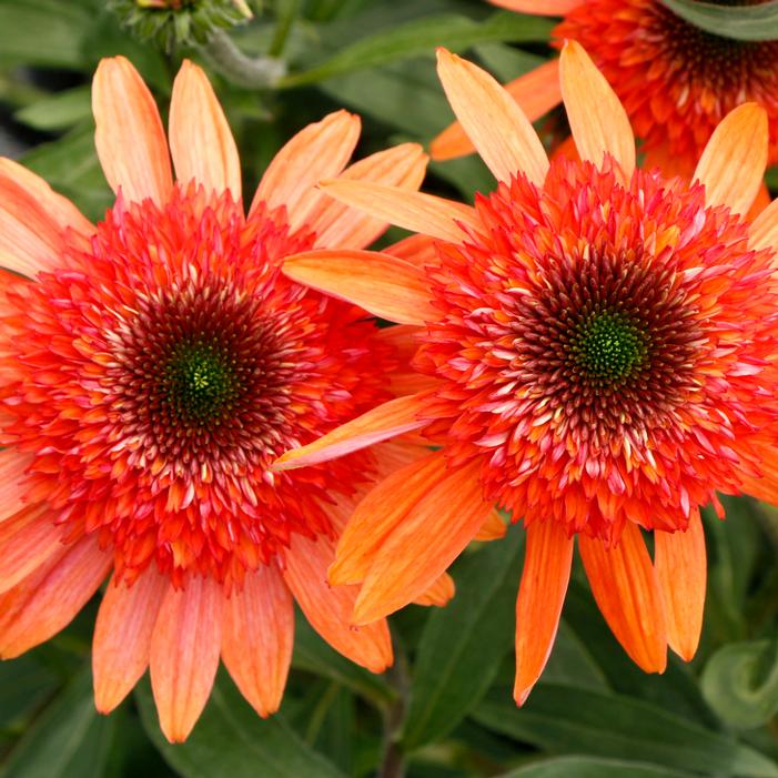 CARA MIA™ CORAL CONEFLOWER