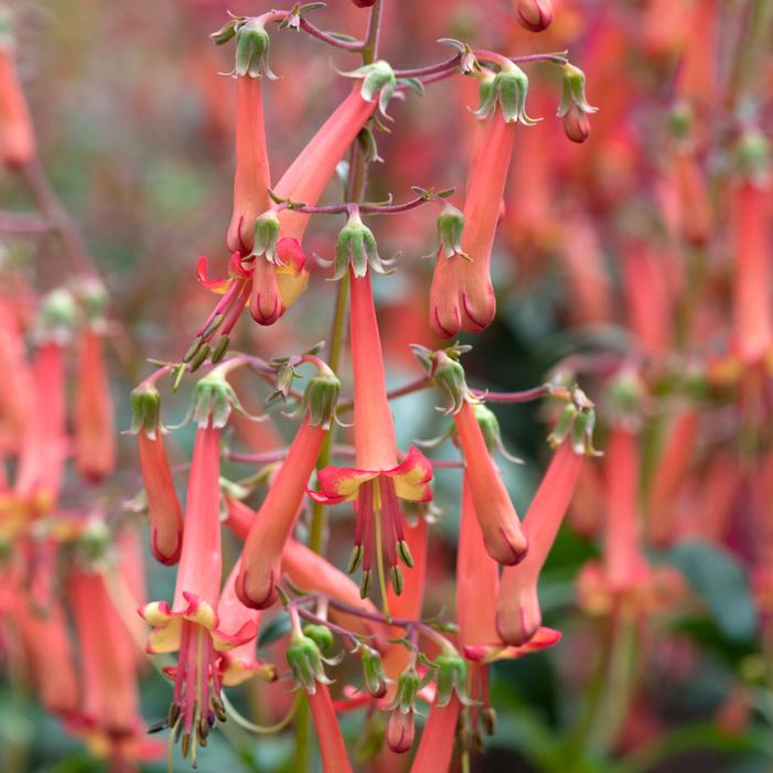 COLORBURST™ ORANGE CAPE FUCHSIA