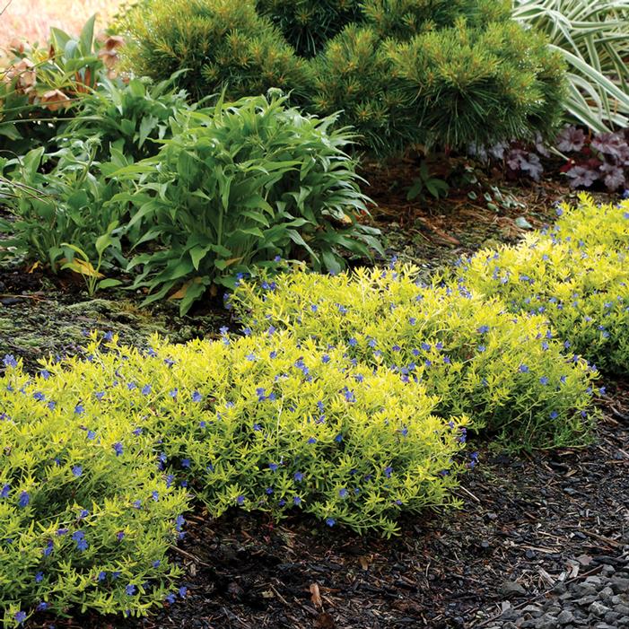 GOLD 'N SAPPHIRES LITHODORA