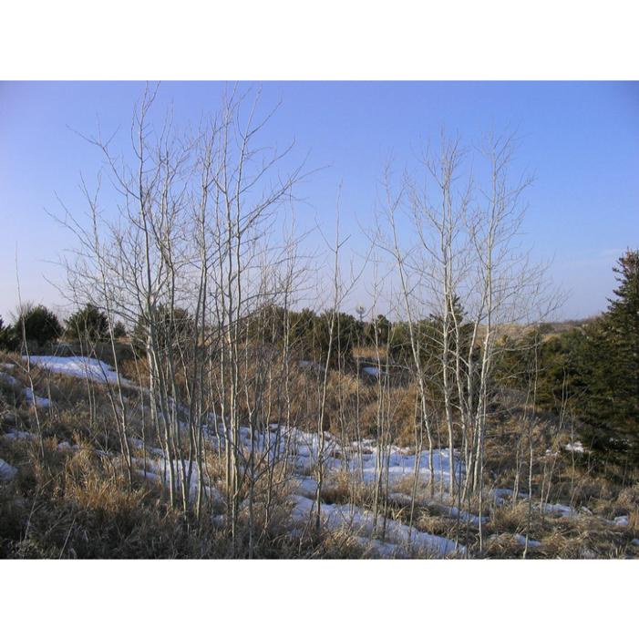PRAIRIE GOLD® ASPEN