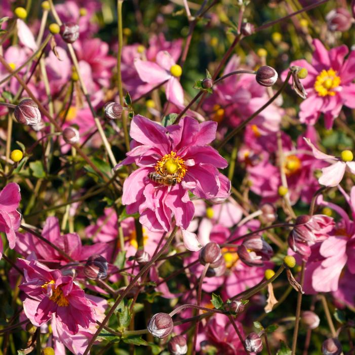 HARLEQUIN™ CAMEO JAPANESE ANEMONE