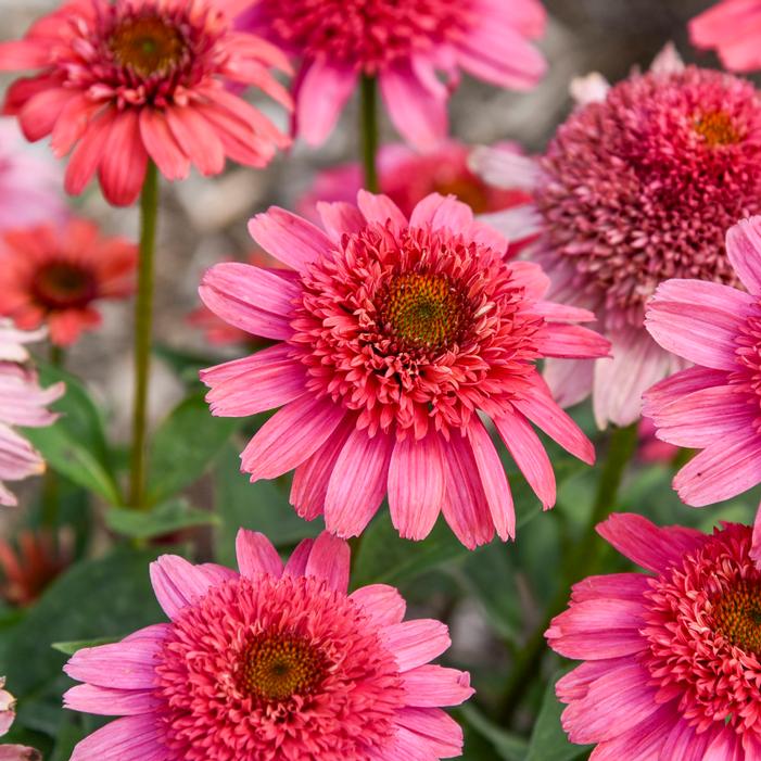 DOUBLE DIPPED® STRAWBERRY SLUSHIE CONEFLOWER