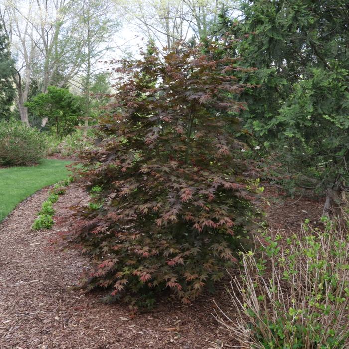 HOT CHANA® JAPANESE MAPLE