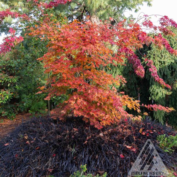 Fall Color - Image property of and used with permission from Iseli Nursery