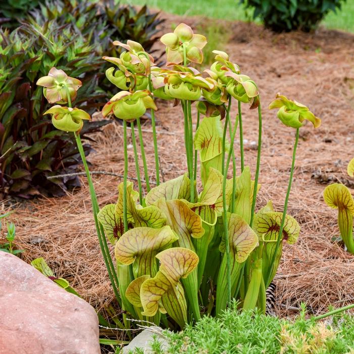 Sarracenia x catesbaei 'Catesby's Pitcher Plant'