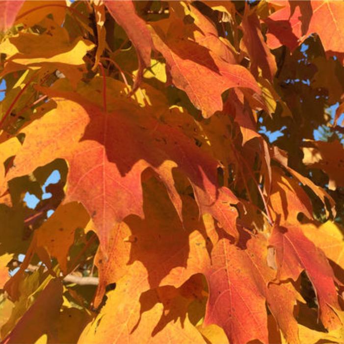 Acer saccharum 'Jeferno'