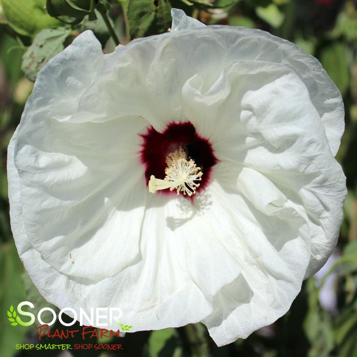 LUNA™ WHITE HARDY HIBISCUS