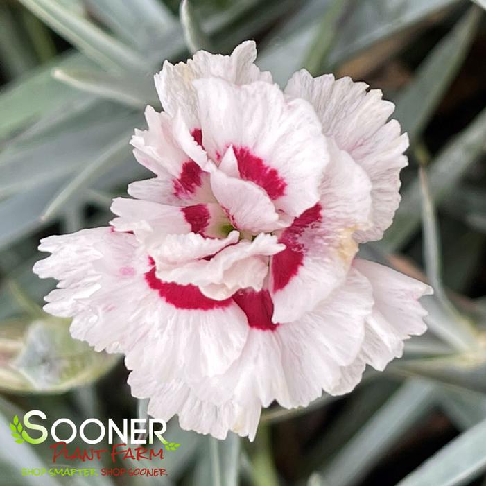 Image property of Sooner Plant Farm, Inc.