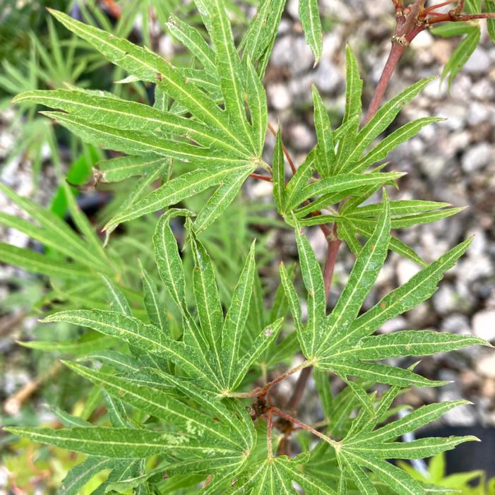Acer sieboldianum 'Shoryu No Tsume'
