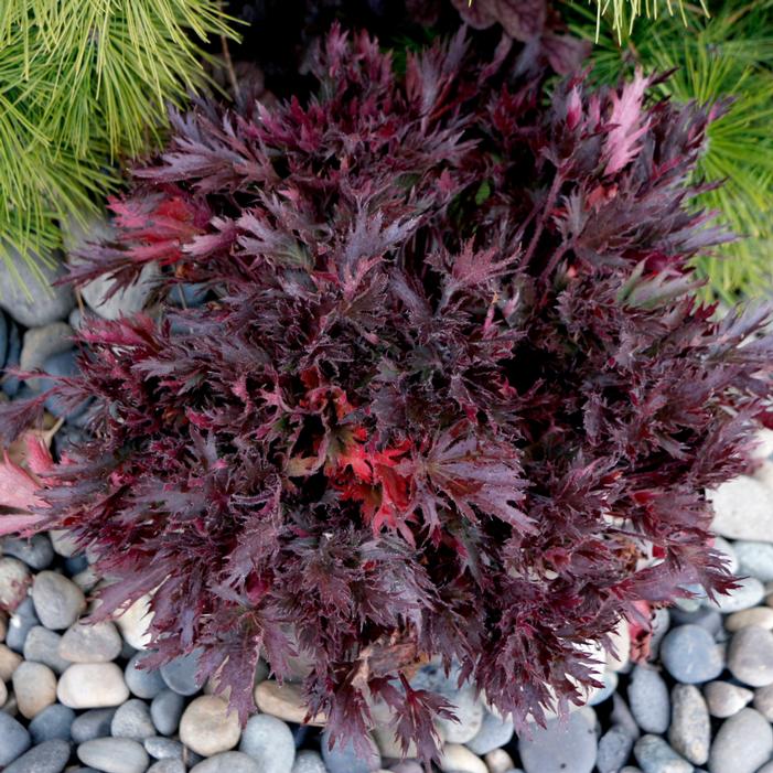 Heuchera sanguinea 'Spinel'