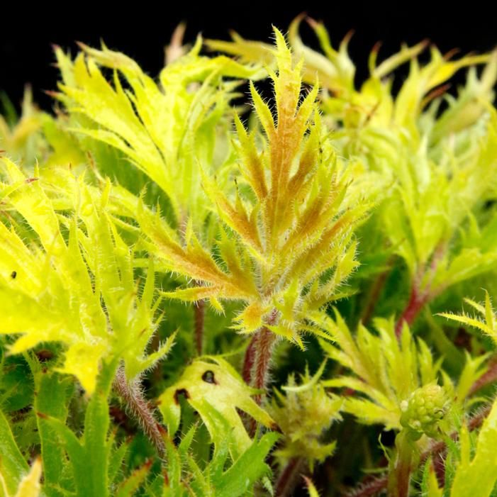 Heuchera villosa 'Heliodor'