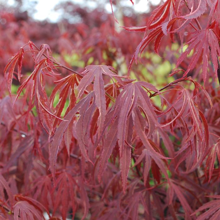 Image property of and used with permission from Eshraghi Nursery