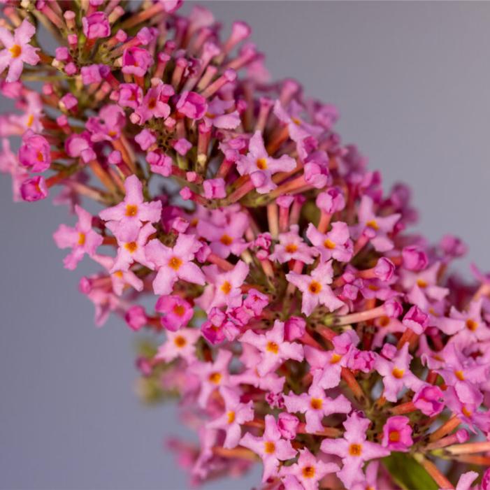 Buddleia davidii 'Bailbudone'