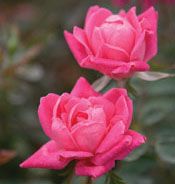 DOUBLE PINK KNOCK OUT® ROSE