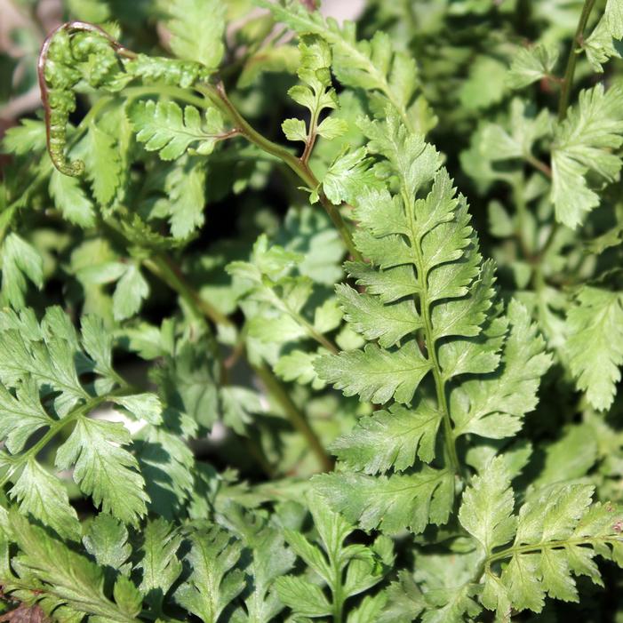 SILVER FALLS FERN