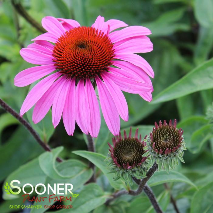 MERLOT CONEFLOWER